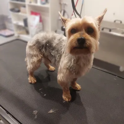 Psizjer - salon pielęgnacji psów